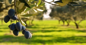 Θρέψη για Υψηλή Απόδοση Ελιάς και Ποιότητας Ελαιολάδου